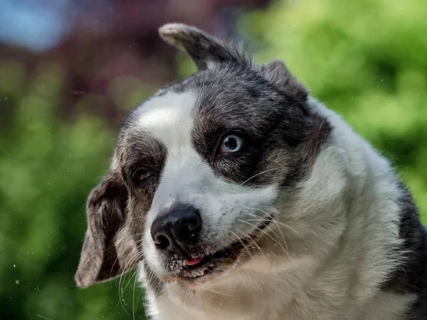美丽的灰色科吉狗与不同颜色的眼睛 — 图库照片