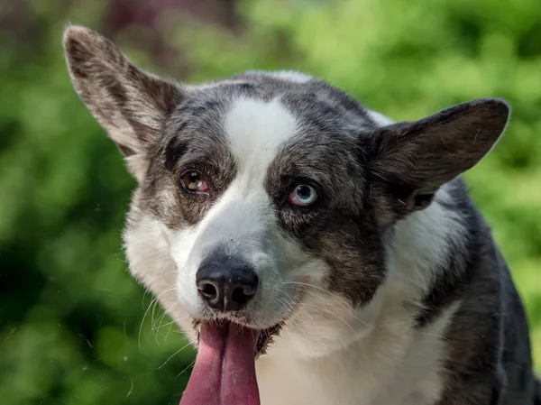 다른 색깔의 눈을 가진 아름다운 회색 코기 개 — 스톡 사진
