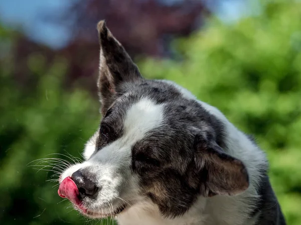 Bellissimo cane corgi grigio con diversi occhi colorati — Foto Stock