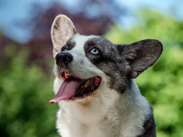 Hermoso perro corgi gris con ojos de diferentes colores —  Fotos de Stock