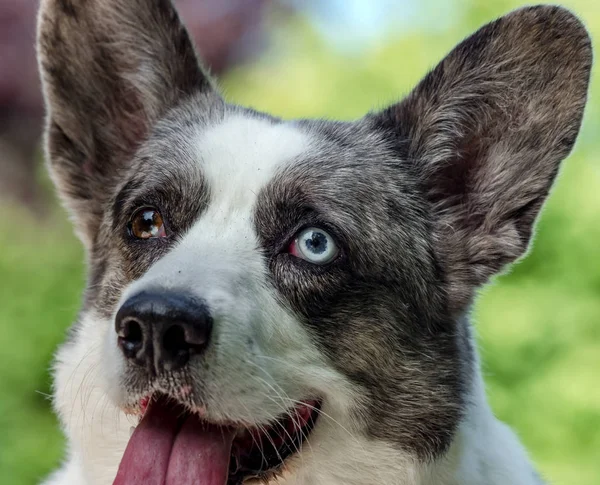 Серая собака корги с разными цветными глазами — стоковое фото