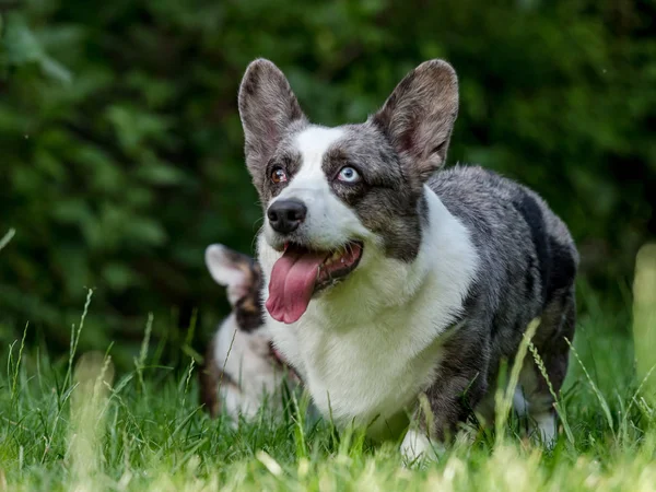 Beautiful grey corgi dog with different colored eyes — Stock Photo, Image