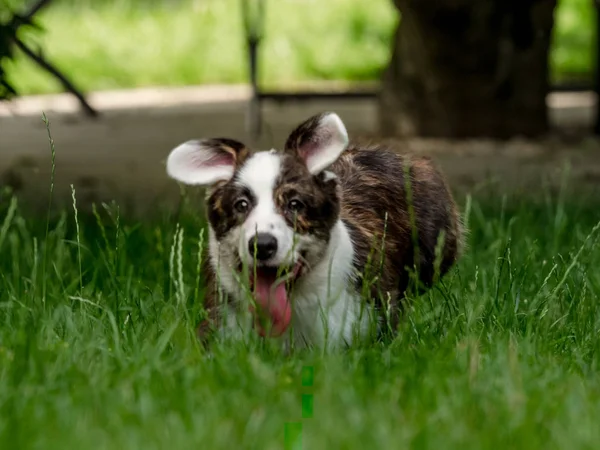 Hermoso perro joven corgi marrón jugando en la hierba verde — Foto de Stock