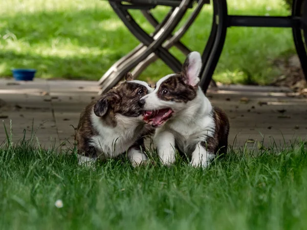 Dois belos cães corgi jovens marrom jogando na grama verde — Fotografia de Stock