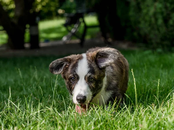 Hermoso perro joven corgi marrón jugando en la hierba verde — Foto de Stock