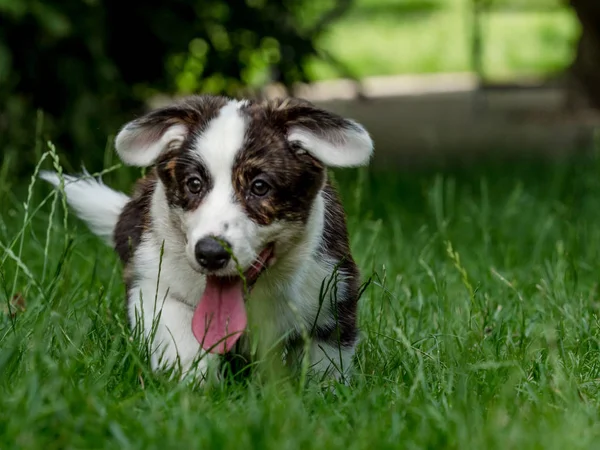 Hermoso perro joven corgi marrón jugando en la hierba verde —  Fotos de Stock