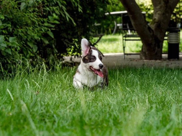 Frumos maro tânăr câine corgi joc în iarba verde — Fotografie, imagine de stoc