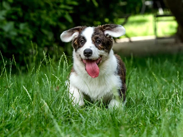 美丽的棕色年轻的科吉狗在绿草中玩耍 — 图库照片
