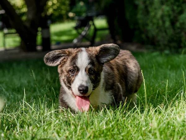 Hermoso perro joven corgi marrón jugando en la hierba verde — Foto de Stock