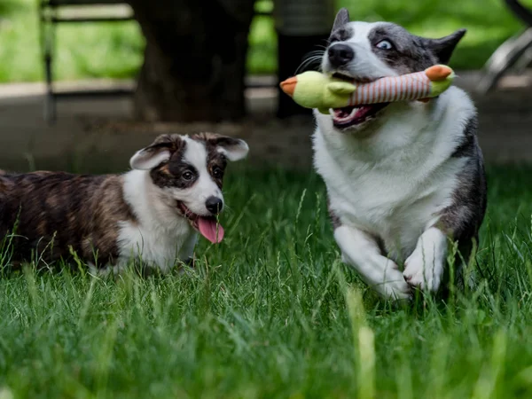 Bonito marrom jovem cão corgi jogando na grama verde — Fotografia de Stock