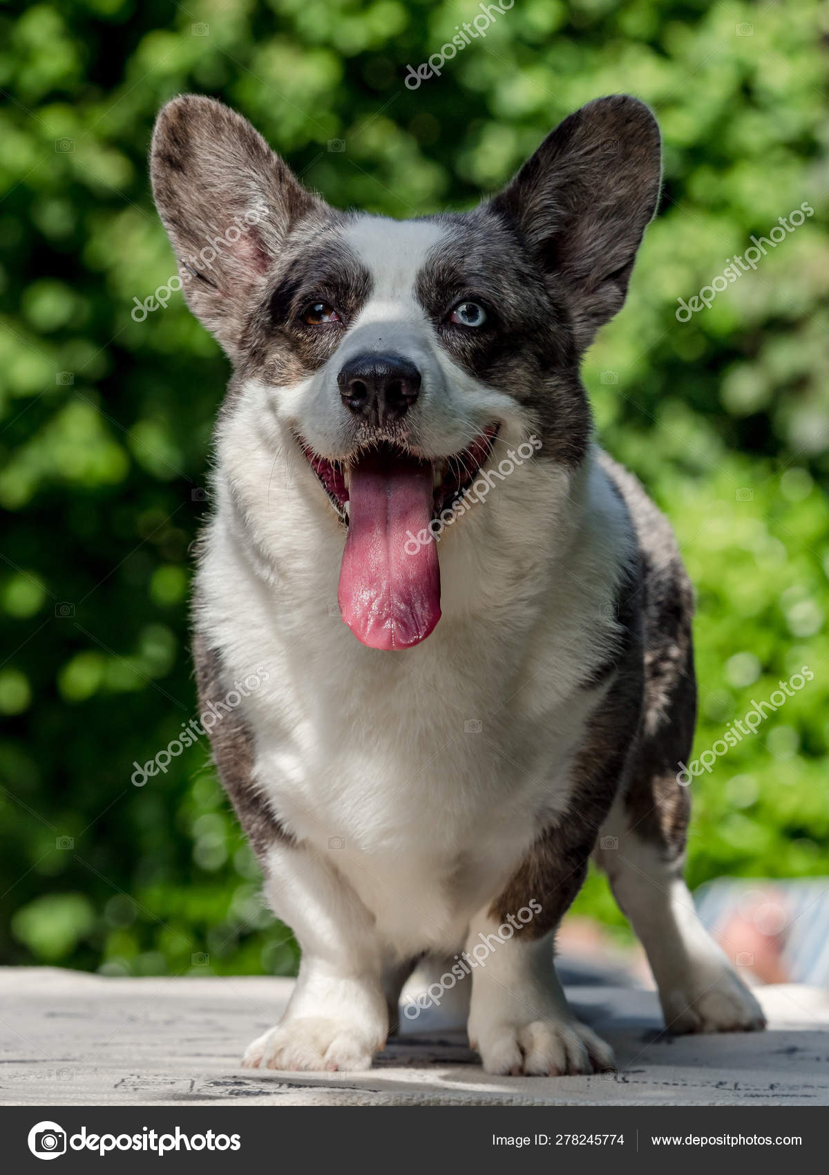 Corgi Dog Cardigan Welsh Corgi Colors Brindle White Brindle Welsh
