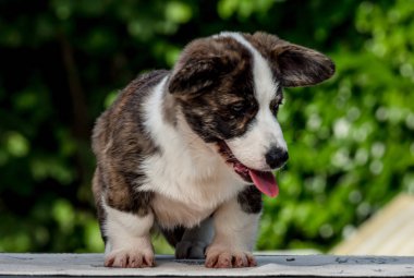 Güzel kahverengi genç corgi köpek yeşil çim oynamak