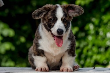 Güzel kahverengi genç corgi köpek yeşil çim oynamak