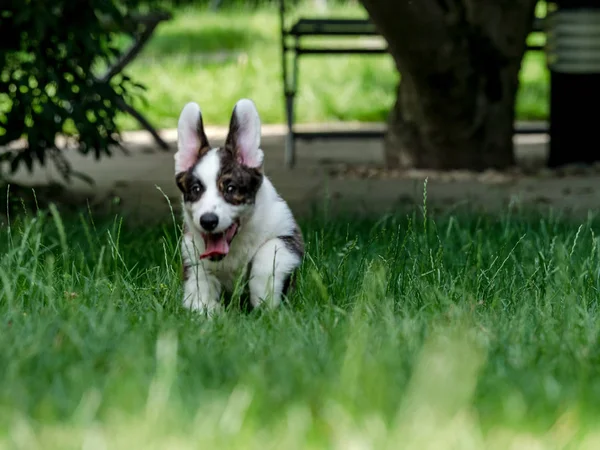 Piękny brązowy młody Corgi pies gra w zielonej trawie — Zdjęcie stockowe