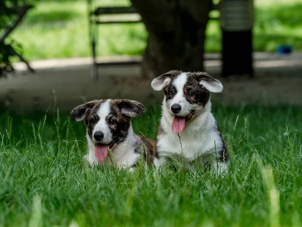 Dos hermosos perros corgi jóvenes marrones jugando en la hierba verde —  Fotos de Stock