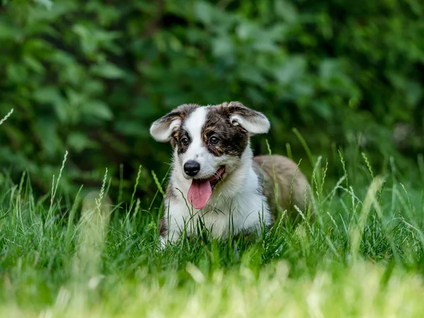 Beau jeune chien corgi brun jouant dans l'herbe verte — Photo