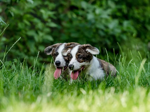 Dos hermosos perros corgi jóvenes marrones jugando en la hierba verde —  Fotos de Stock
