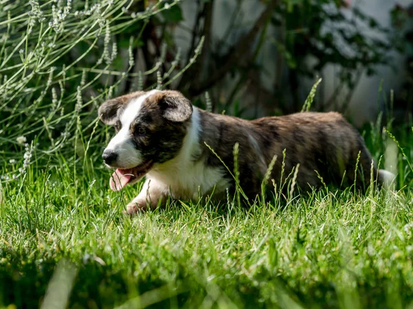 Коричневая собака корги играет в зеленой траве — стоковое фото