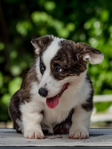 Smuk brun ung corgi hund leger i det grønne græs - Stock-foto