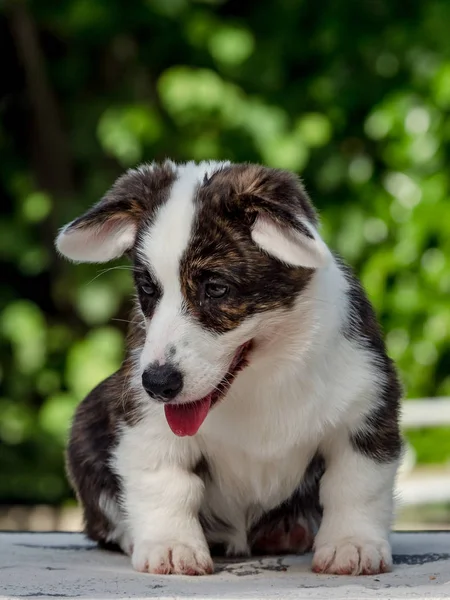 Bonito marrom jovem cão corgi jogando na grama verde — Fotografia de Stock