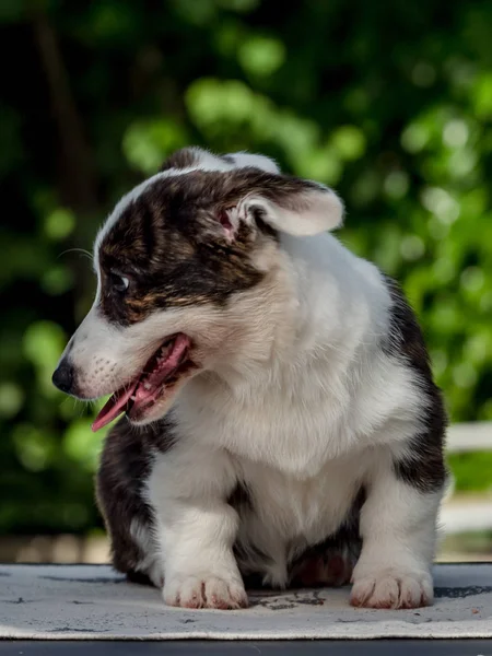 Hermoso perro joven corgi marrón jugando en la hierba verde — Foto de Stock