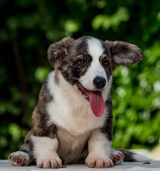 Bonito marrom jovem cão corgi jogando na grama verde — Fotografia de Stock