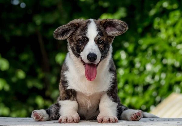 Beautiful brown young corgi dog playing in the green grass — Stock Photo, Image