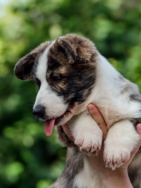 Hermoso perro joven corgi marrón jugando en la hierba verde — Foto de Stock