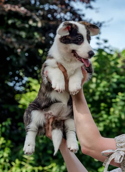 Hermoso perro joven corgi marrón jugando en la hierba verde — Foto de Stock