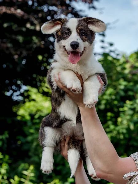 Hermoso perro joven corgi marrón jugando en la hierba verde — Foto de Stock