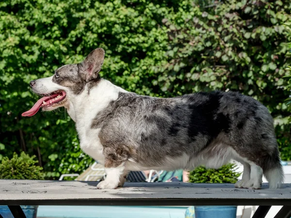Frumos câine corgi gri cu ochi colorați diferiți — Fotografie, imagine de stoc
