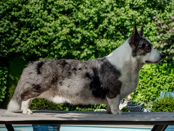 Frumos câine corgi gri cu ochi colorați diferiți — Fotografie, imagine de stoc