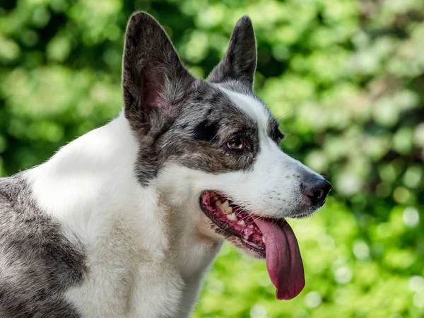 Schöner grauer Corgi-Hund mit unterschiedlich farbigen Augen — Stockfoto