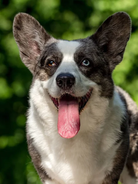 Hermoso perro corgi gris con ojos de diferentes colores —  Fotos de Stock
