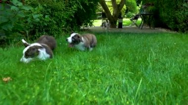 Güneşte yeşil çim oynayan iki güzel kahverengi genç corgi köpek