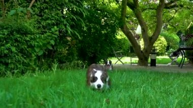 Güneşte yeşil çim oynayan iki güzel kahverengi genç corgi köpek