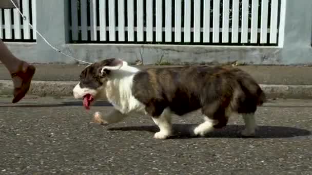 Hermoso Perro Joven Corgi Marrón Caminando Calle Cámara Lenta — Vídeos de Stock