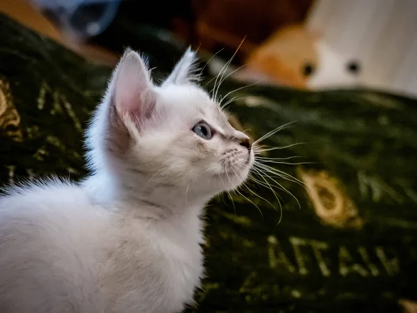 Gatinho branco com olhos azuis em um sofá — Fotografia de Stock