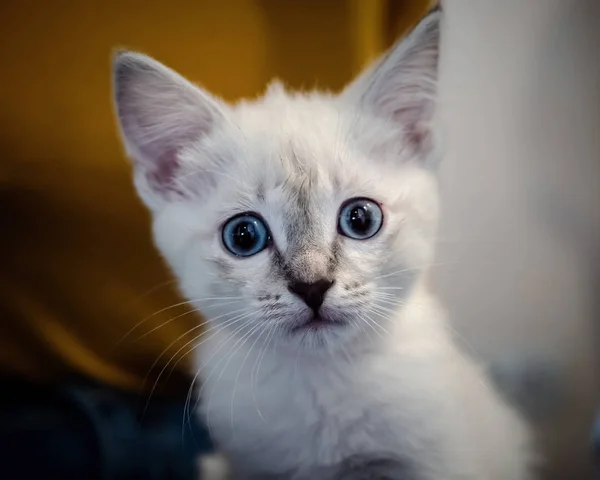 White kitten with blue eyes on a sofa