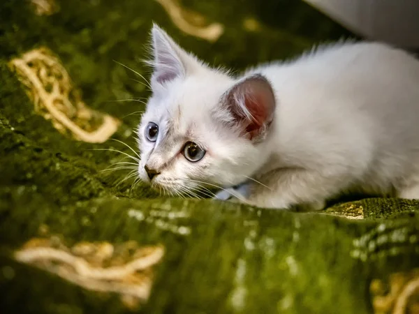 소파에 파란 눈을 가진 흰색 새끼 고양이 — 스톡 사진