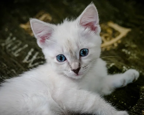 소파에 파란 눈을 가진 흰색 새끼 고양이 — 스톡 사진