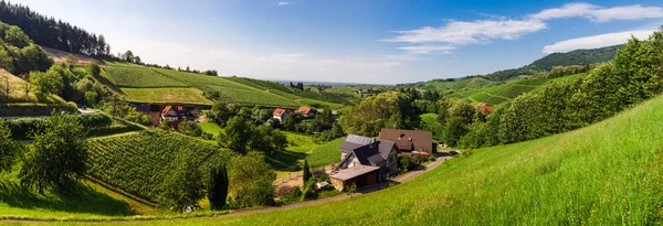 Wide anställer panoramautsikt över landskapet Schwarzwald vingård val — Stockfoto