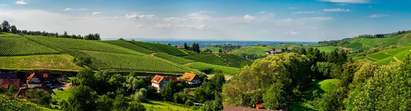 Široký panoramatický pohled na krajinu vinice v černém lese — Stock fotografie