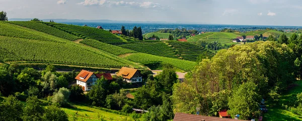 Wide hires panoramic landscape view of Black Forest vineyard val