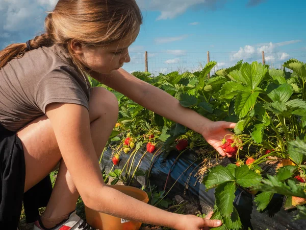 Girl Schoolgirl Picks Strawberries Field Sun She Enjoys Eating Delicious — Stock Photo, Image