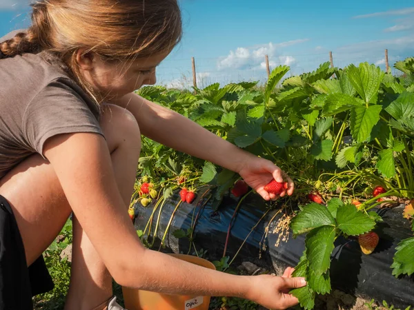 Schülerin Pflückt Erdbeeren Auf Einem Feld Der Sonne Sie Isst — Stockfoto