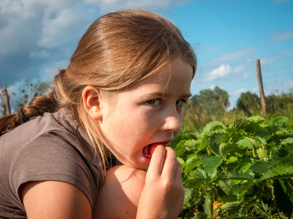 Meisje Schoolmeisje Plukt Aardbeien Een Veld Zon Eet Graag Heerlijke — Stockfoto