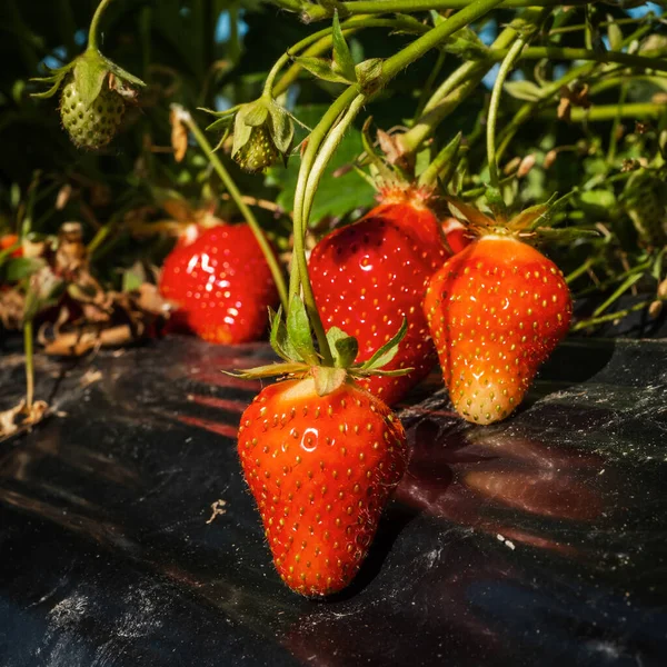Stroberi Merah Matang Taman Ini Memanen Ladang France — Stok Foto
