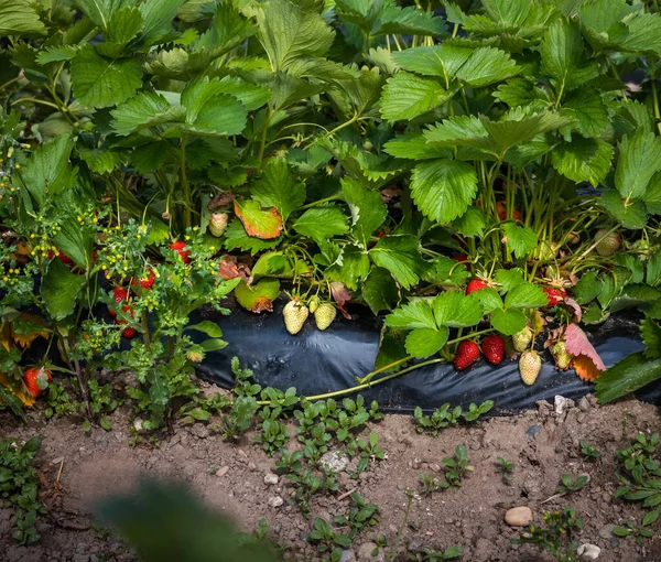 Stroberi Merah Matang Taman Ini Memanen Ladang France — Stok Foto