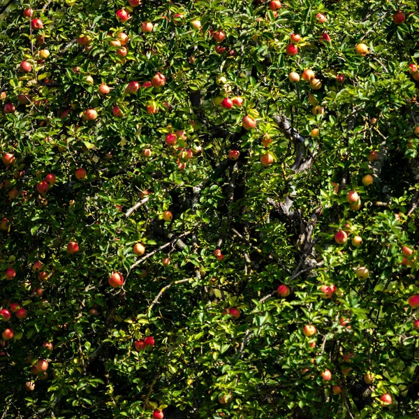 Las Manzanas Están Maduras Temporada Cosecha Manzanas Alemania Bosque Negro — Foto de Stock